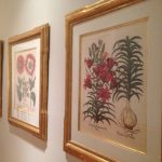 3-gold-framed-botanical-prints