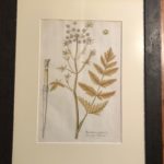 Set Of 4 Framed Early Botanical Prints (3)